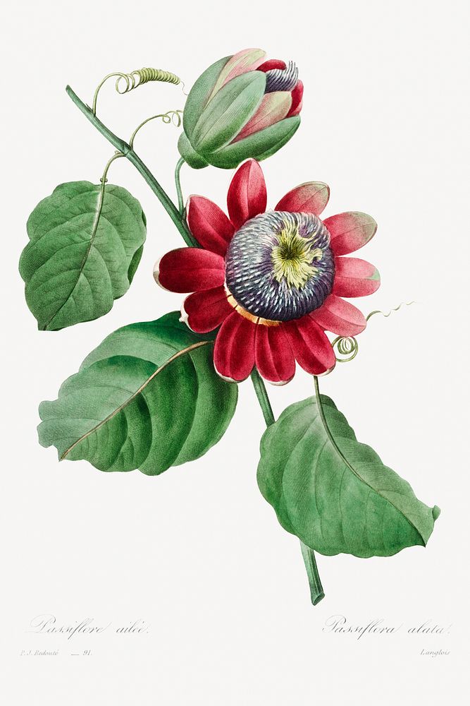 Passiflore Ailee (1827) by Pierre-Joseph Redout&eacute; and Henry Joseph Redout&eacute;. Original from The Cleveland Museum…