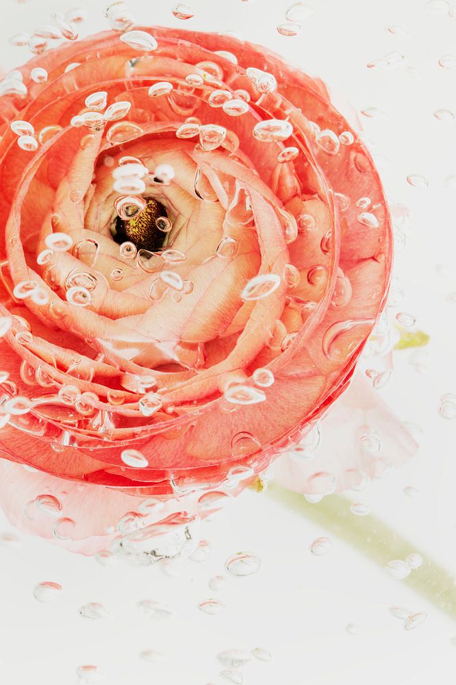 Fresh buttercup flower in water with air bubbles on the surface