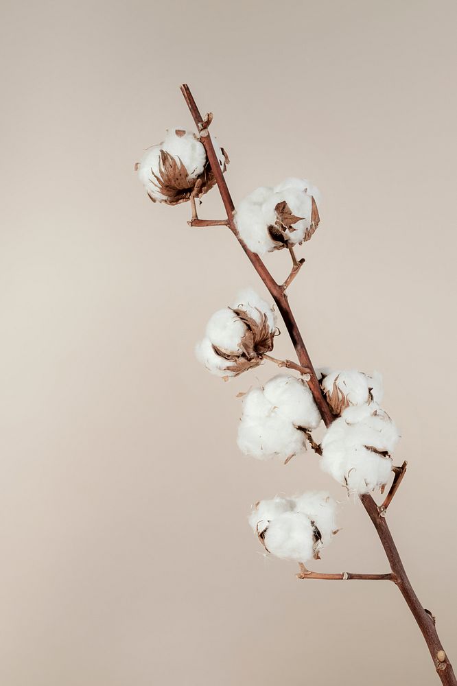 Dried natural cotton branch isolated on beige background