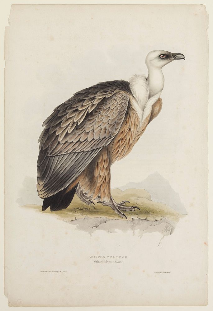 Griffon Vulture (ca. 1850) print in high resolution by John Gould. 