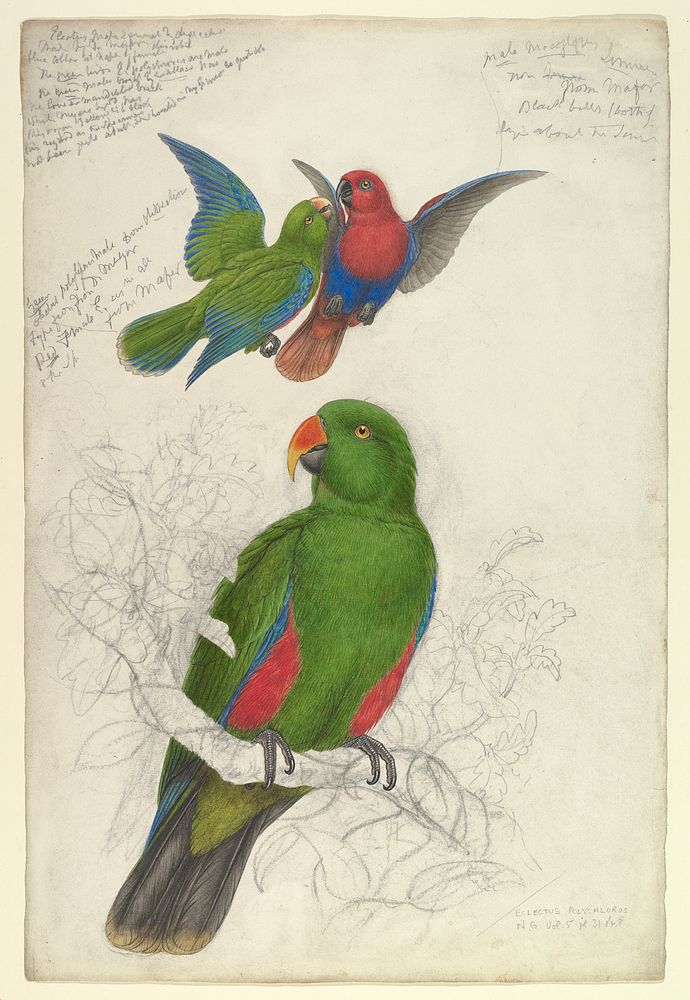 Eclectus Roratus Polychlorosca (1830&ndash;1832) painting in high resolution by Edward Lear.  