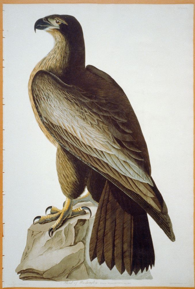 Bird of Washington, [between 1827 and 1838]