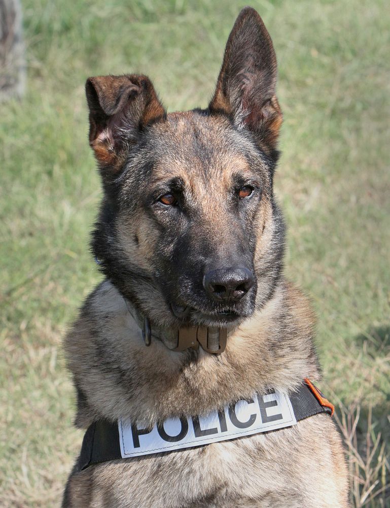 Police dog, German Shepherd. Original public domain image from Flickr