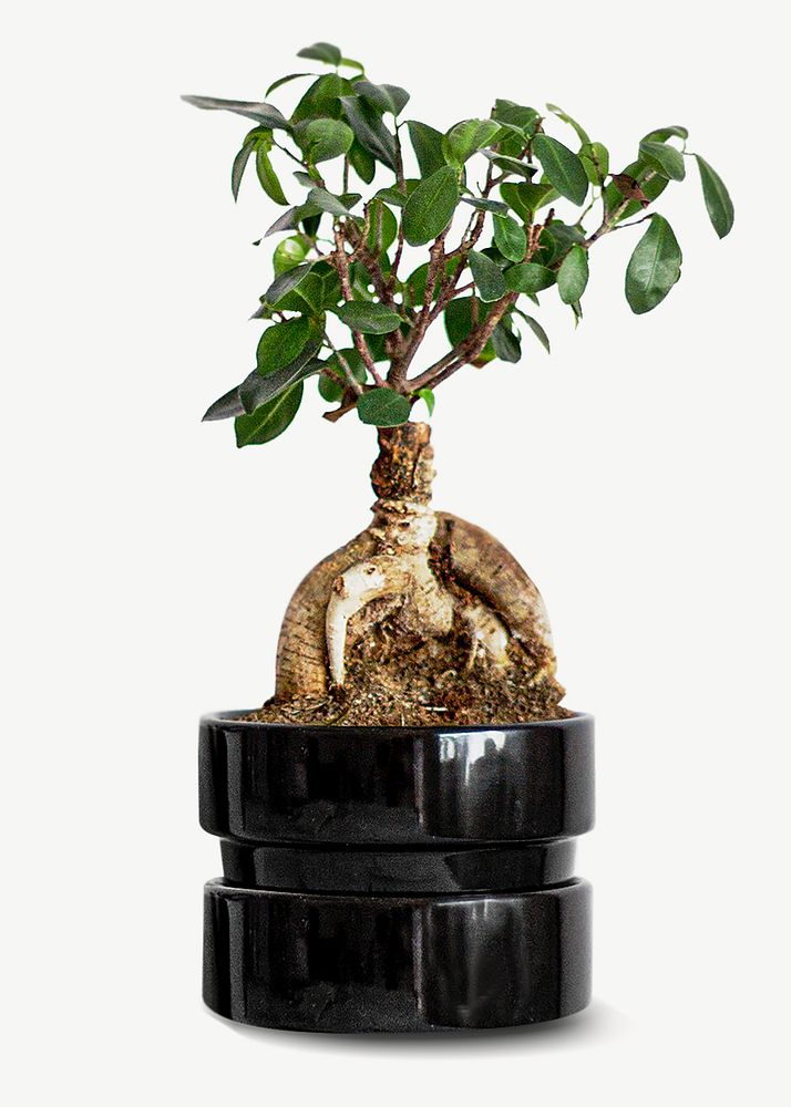Japanese bonsai houseplant collage element psd