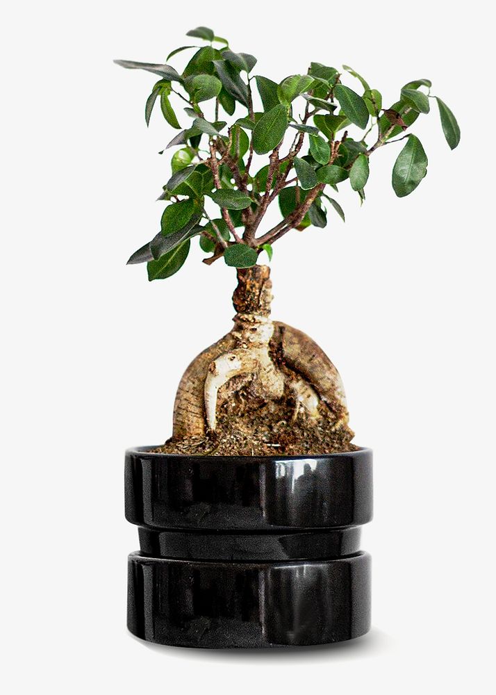 Japanese bonsai houseplant isolated image