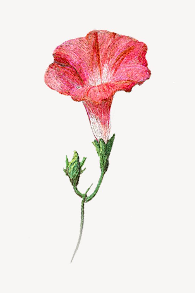 Vintage red flower illustration, painting by Pierre Joseph Redout&eacute; psd. Remixed by rawpixel.