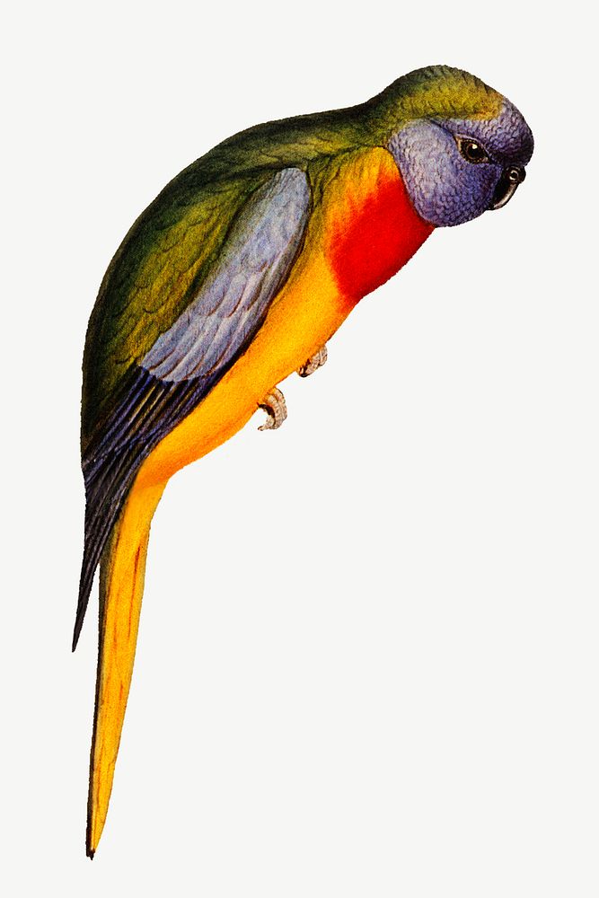 Splendid grass-parakeet bird, vintage animal collage element psd
