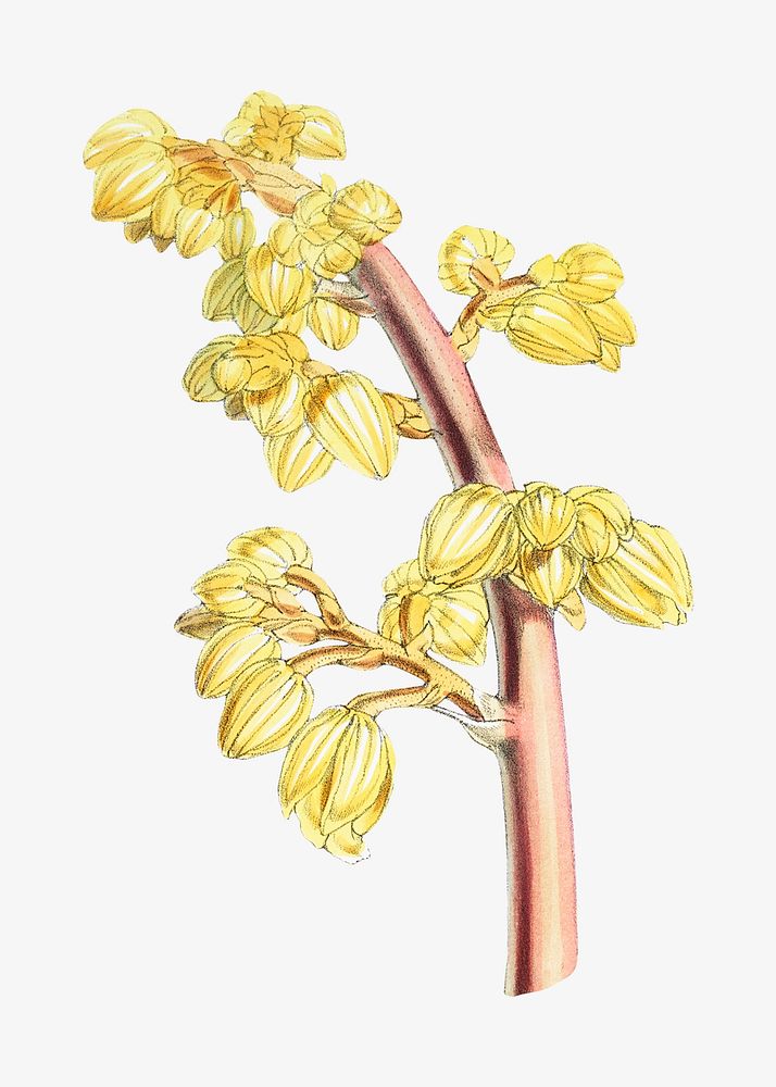 Lindley's Galeola flower, vintage Himalayan plants illustration.  Remixed by rawpixel.