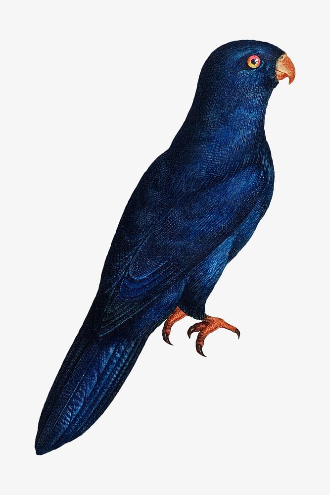 Sparman parakeet parrot bird, vintage animal illustration