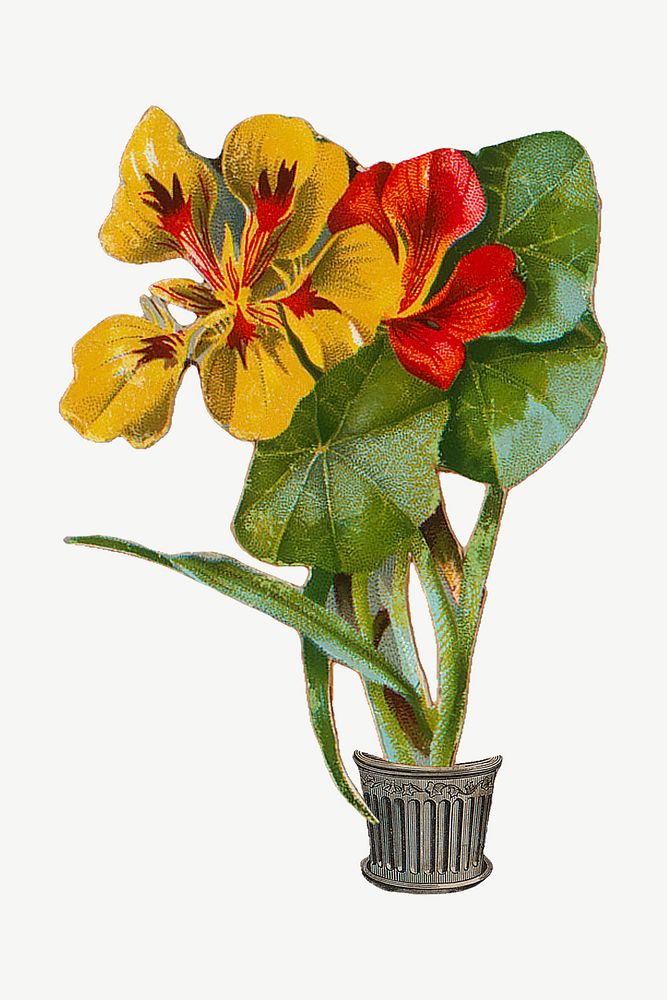 Yellow and red nasturtium flower clipart psd. Remastered by rawpixel.