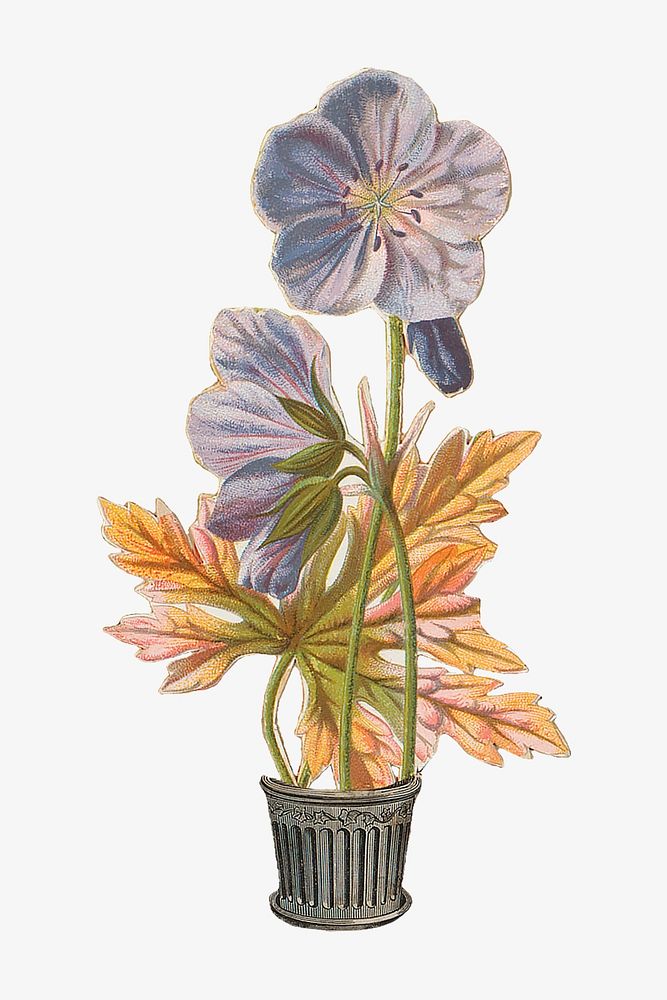 Blue flower, Geranium himalayense &lsquo;Gravetye&rsquo; illustration. Remastered by rawpixel.