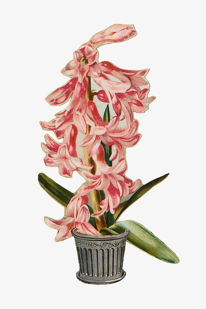 Pink hyacinth flower illustration. Remastered by rawpixel.