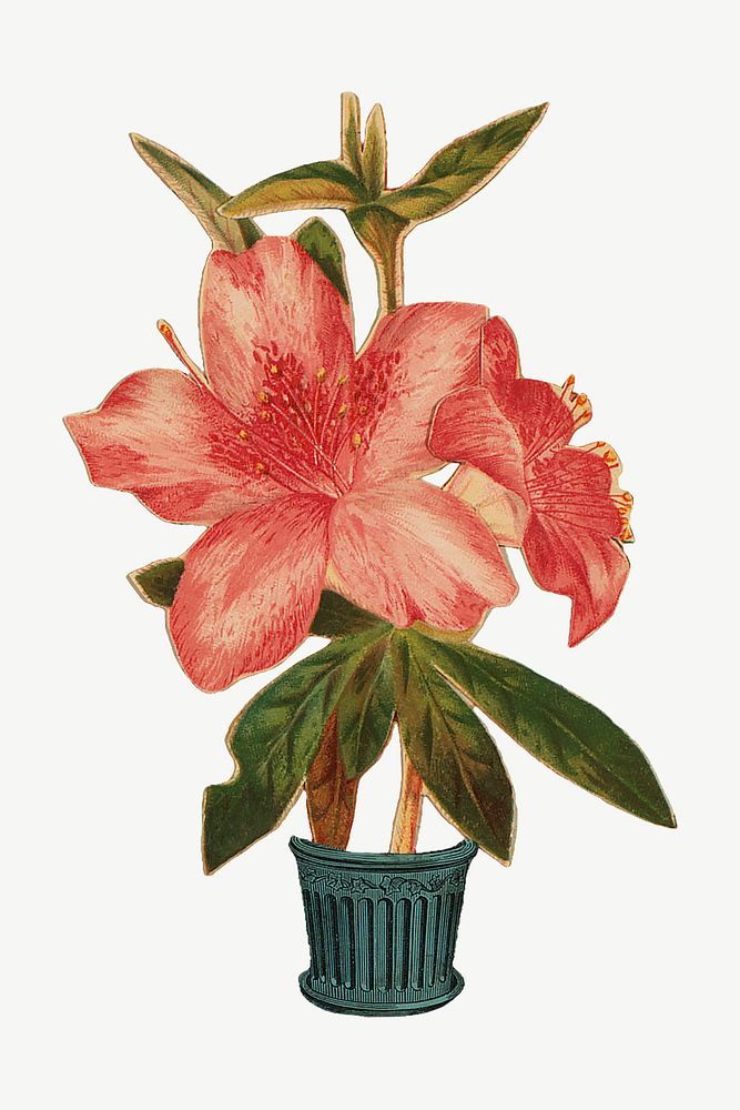 Red azalea flower clipart psd. Remastered by rawpixel.