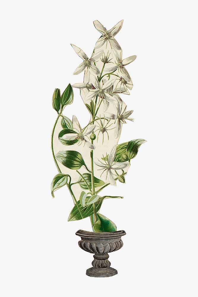White clematis flammula flower illustration. Remastered by rawpixel.