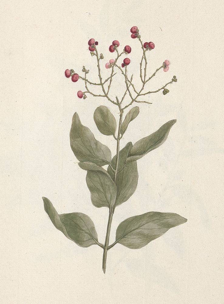 Ehretia cymosa  Thonning: finished drawing of leafy, fruiting shoot by Luigi Balugani