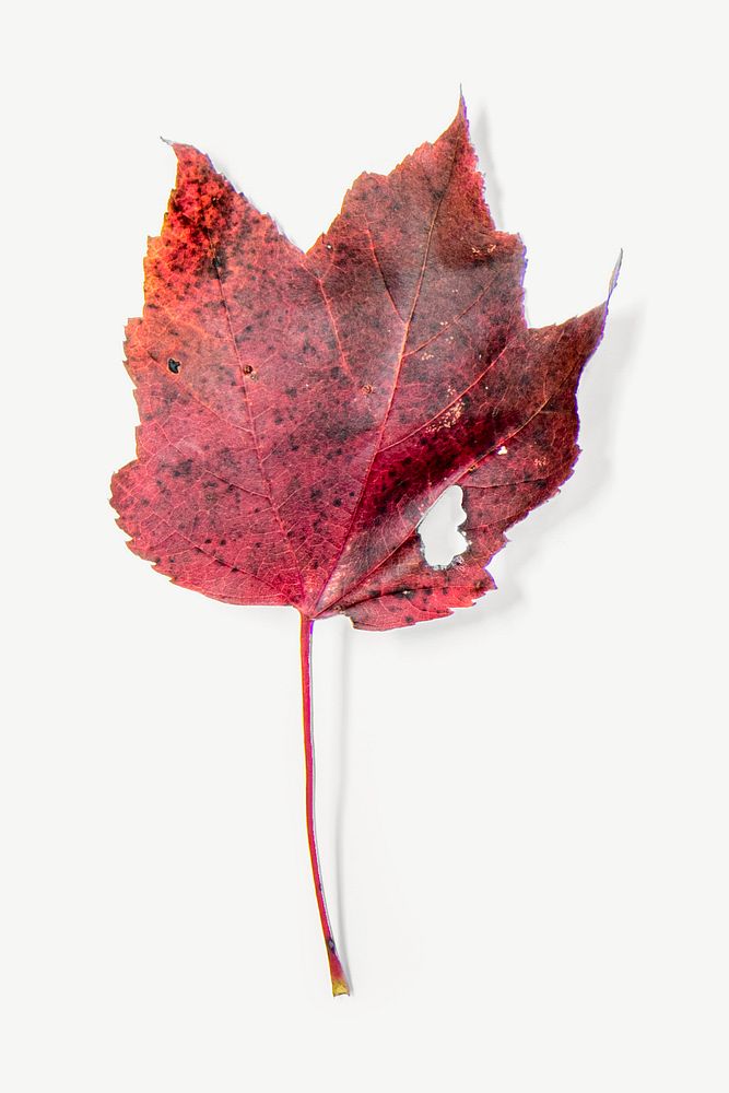 Maple leaf, Autumn collage element psd