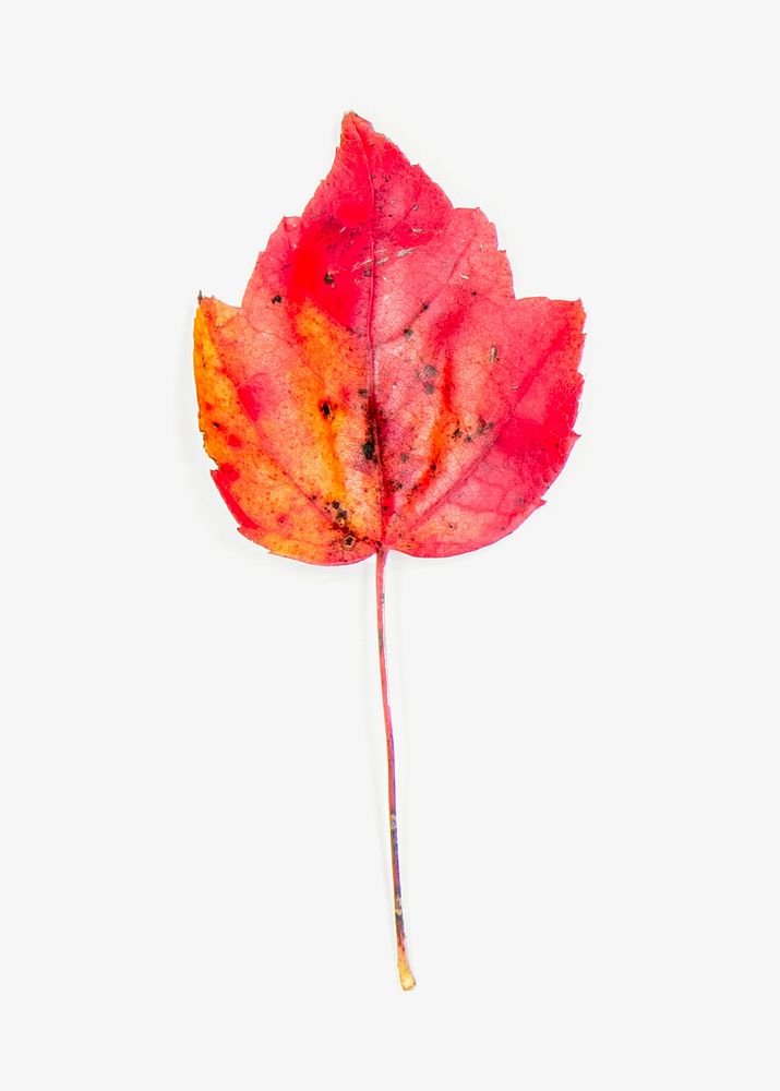 Maple leaf, Autumn isolated image