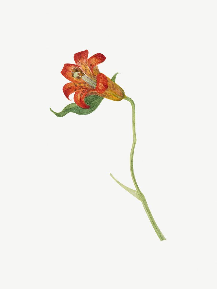 Vintage orange flower, tiger lily illustration psd