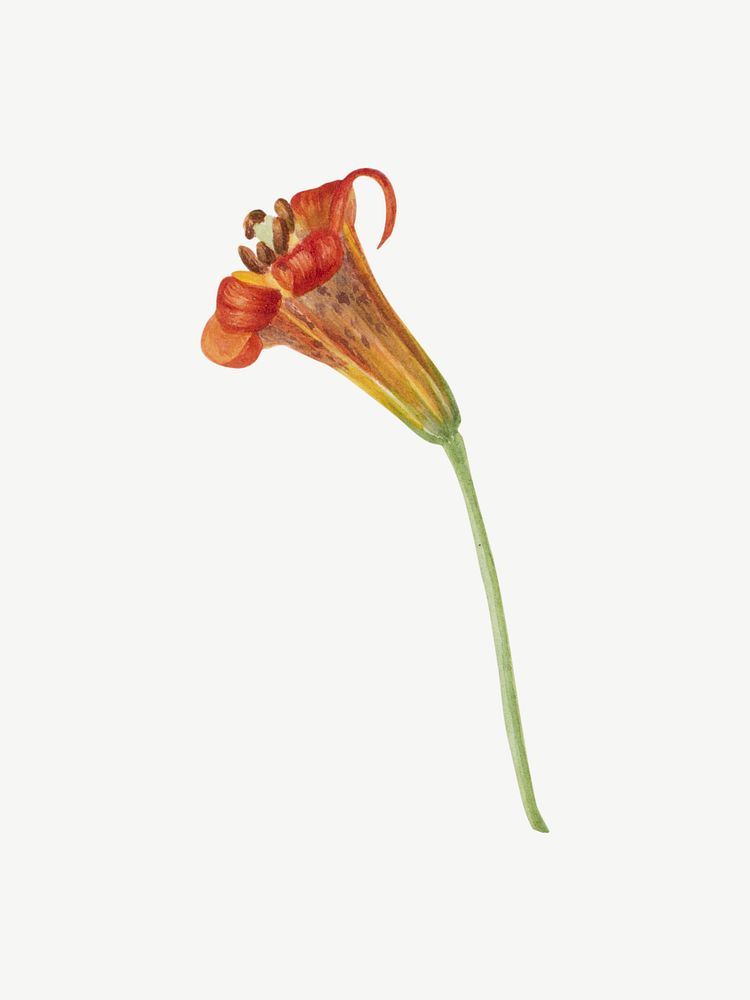 Vintage tiger lily, orange flower illustration psd