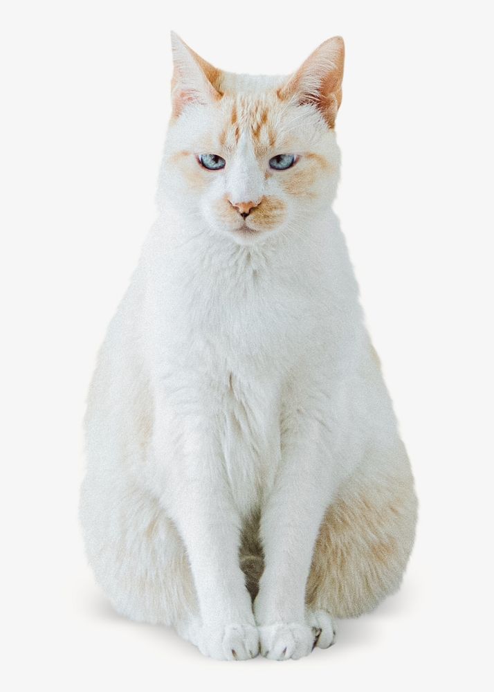 White cat isolated design
