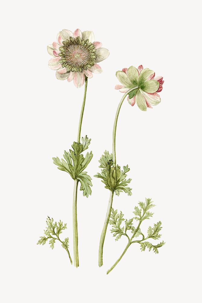 Anemones flower vintage illustration, collage element psd