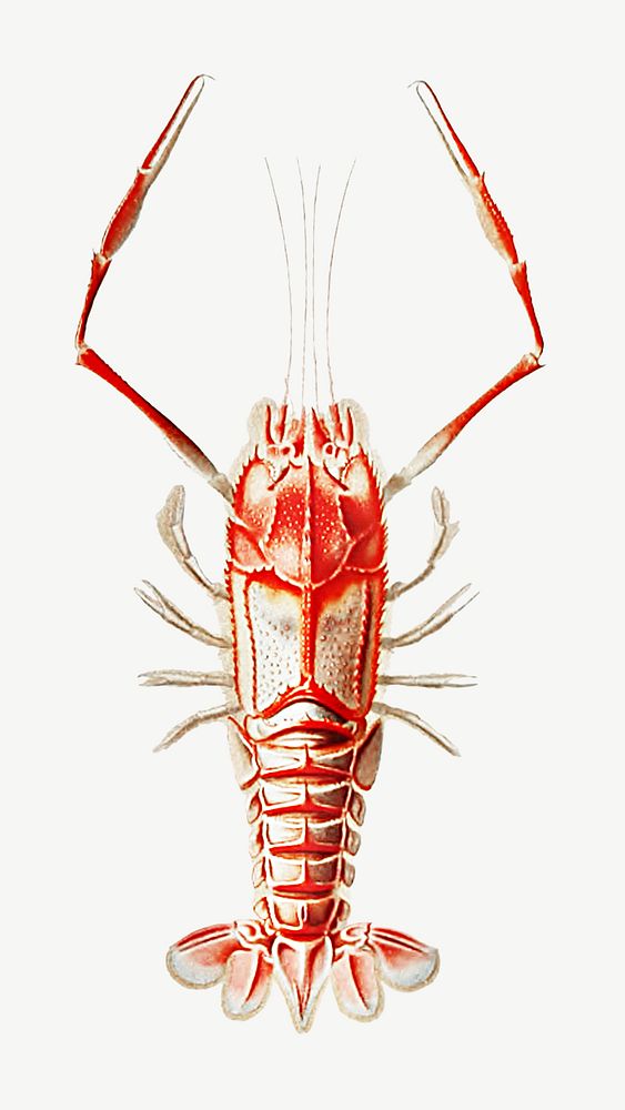 Polycheles typhlops, a deep sea decapod crustacean illustration