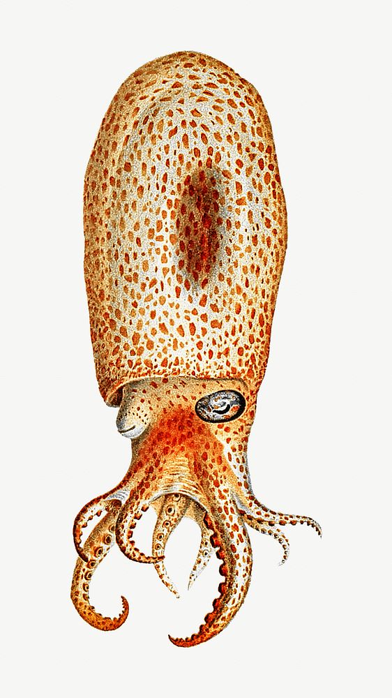 Octopus vintage illustration, collage element psd