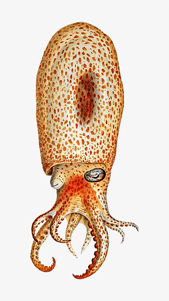 Octopus vintage illustration