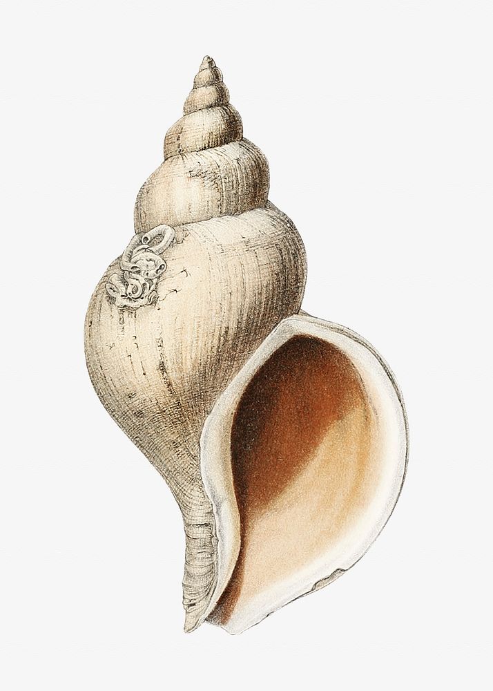 Conch shell vintage illustration