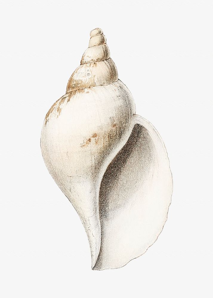 Conch shell vintage illustration | Premium Photo Illustration - rawpixel