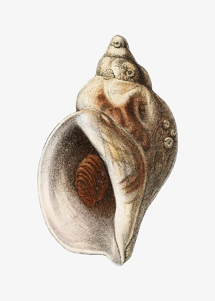 Conch shell vintage illustration