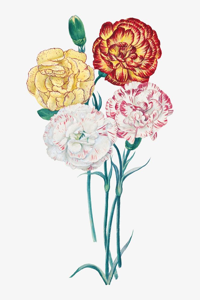 Four carnations, vintage flower illustration. Remixed by rawpixel.