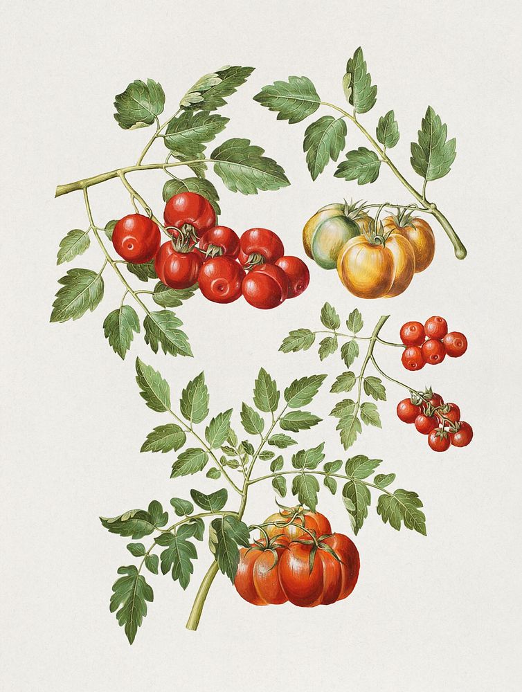 Solanum lycopersicum L. (common tomato) by Maria Sibylla Merian. Digitally enhanced by rawpixel.