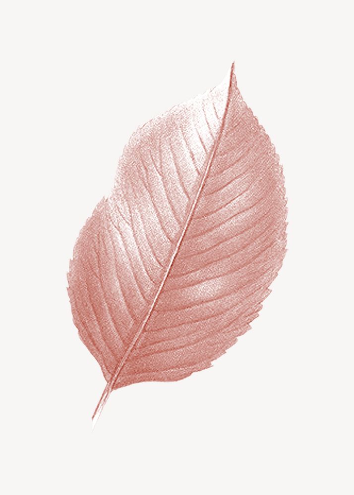 Vintage Autumn pink leaf illustration psd