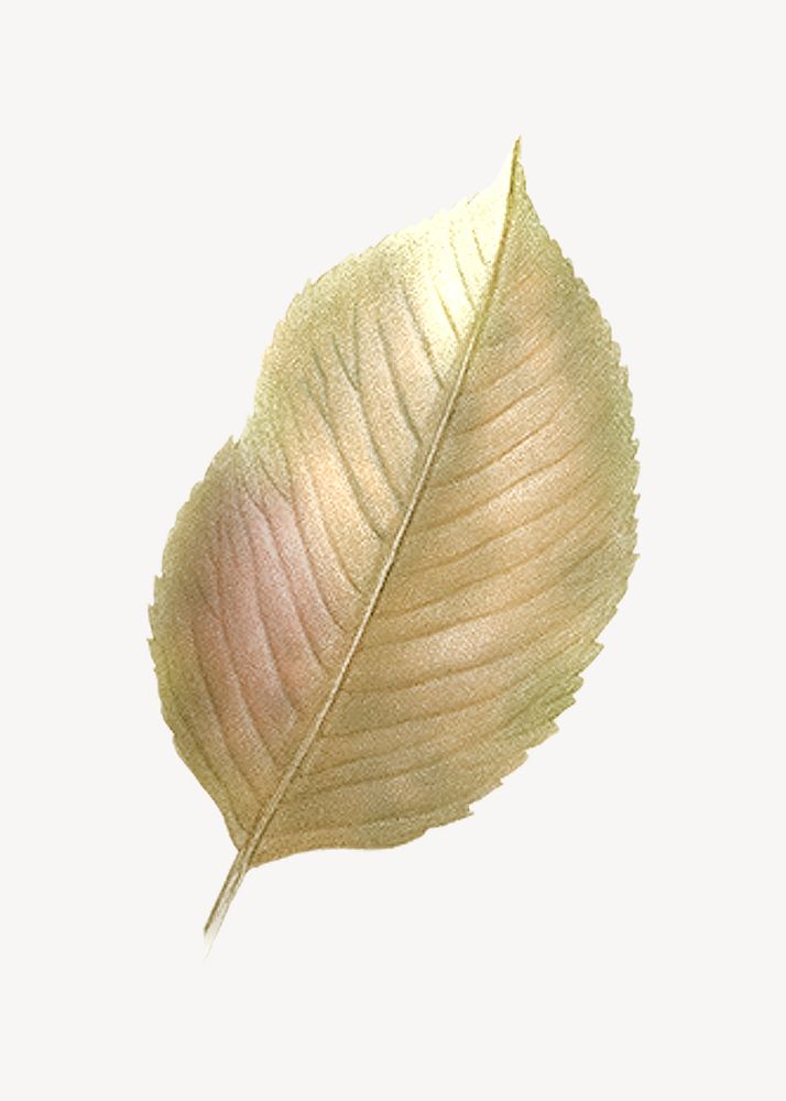 Vintage Autumn leaf illustration psd