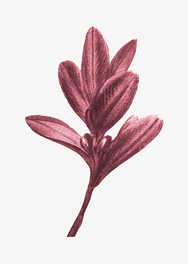 Vintage Autumn red leaf illustration psd