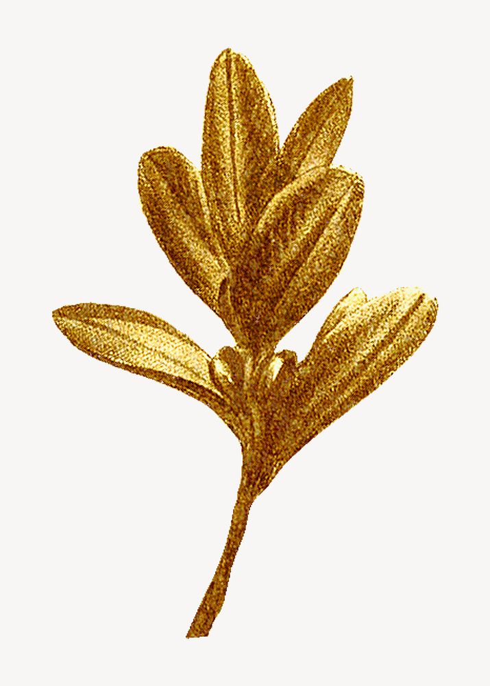 Vintage gold leaf illustration psd