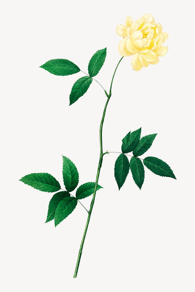 Lady bank's rose flower  botanical  collage element psd