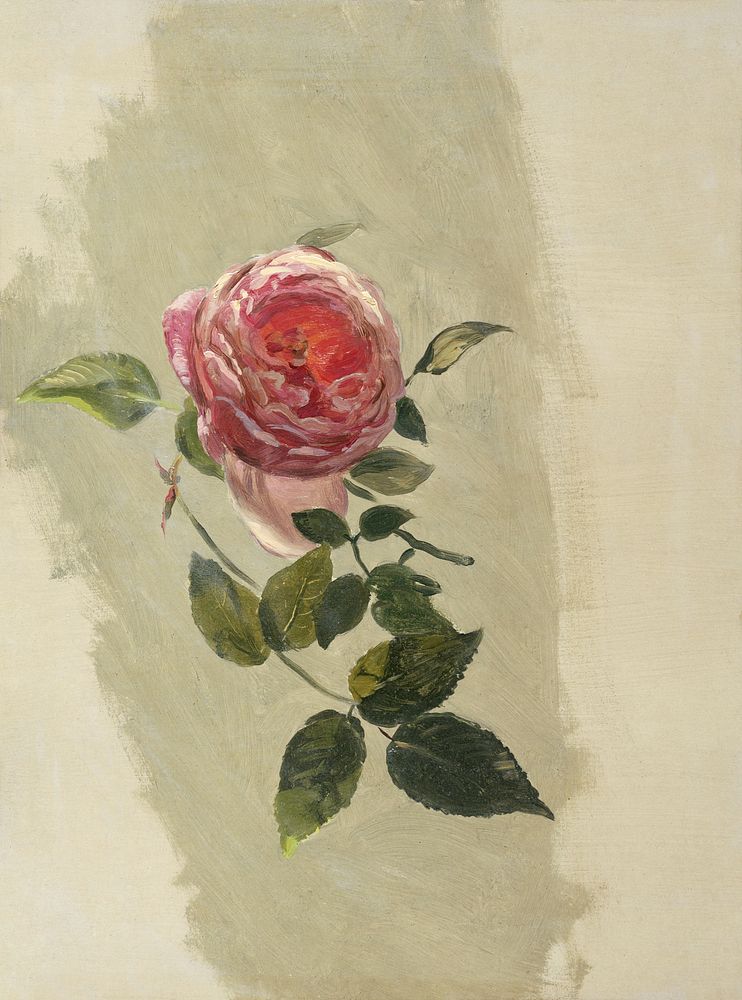 A Rose Bough (1860&ndash;70) flower illustration by Frederic Edwin Church. Original public domain image from The Smithsonian…