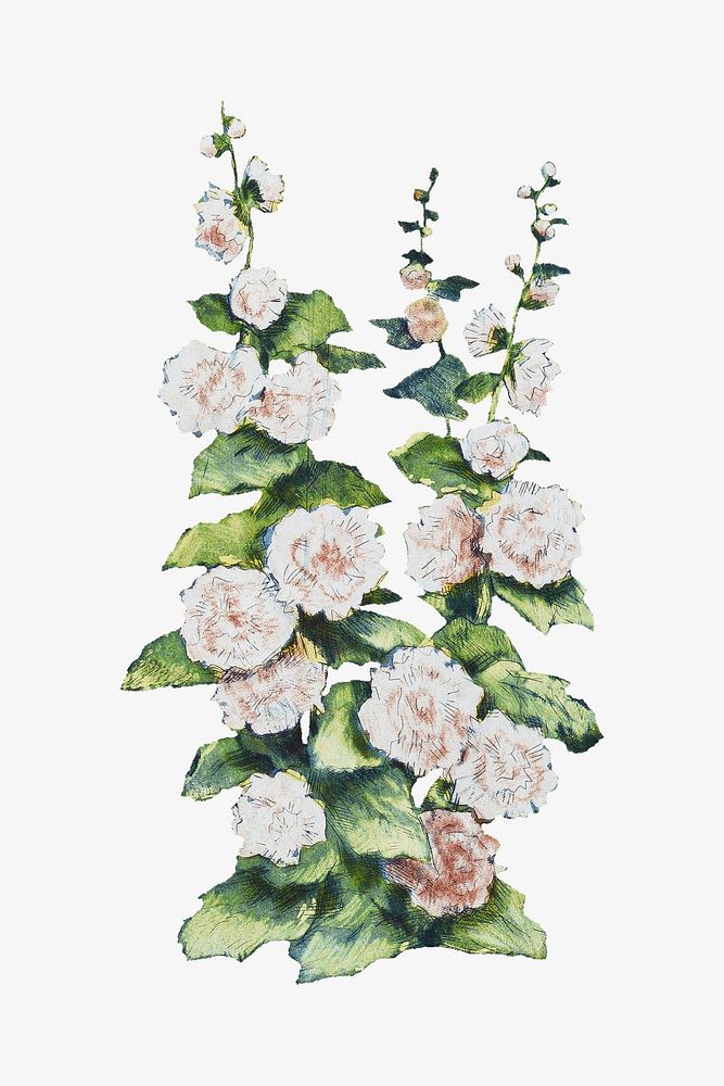 Vintage white flower illustration. Remixed by rawpixel. 