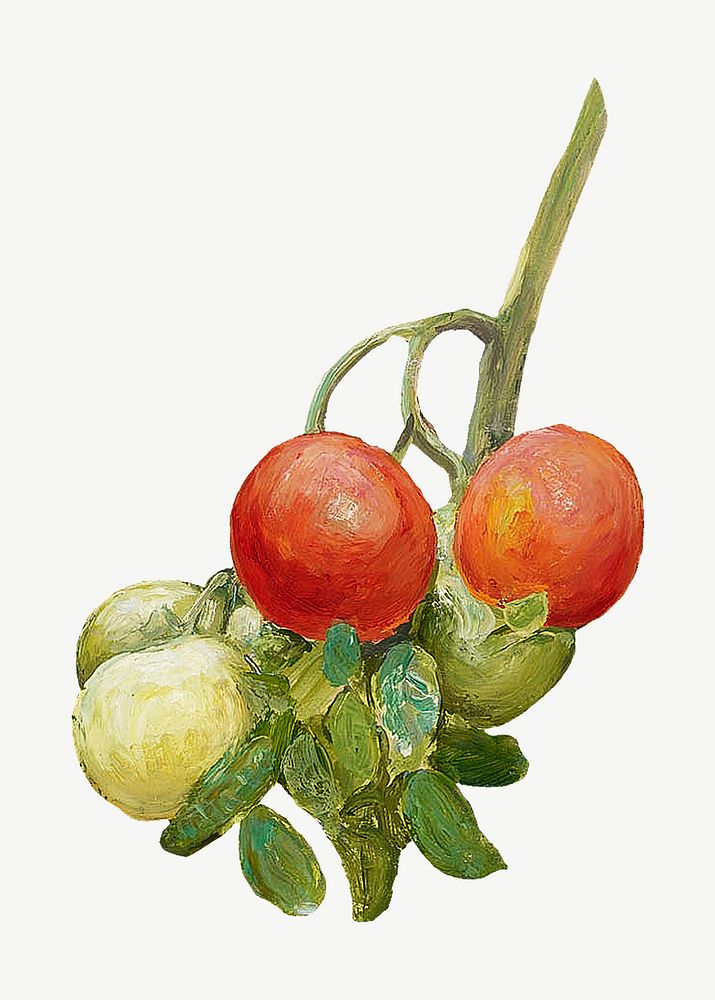 Vintage tomatoes still life, illustration psd by Pekka Halonen. Remixed by rawpixel.