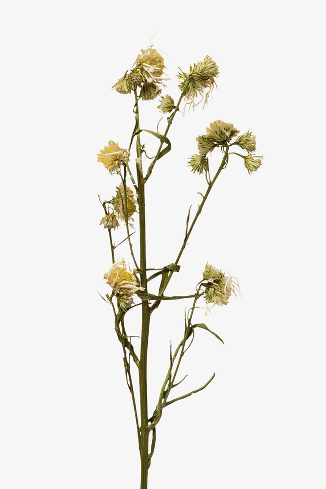 Dried white flowers  isolated image on white
