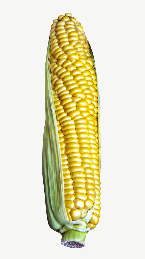 Raw corn cob healthy food psd