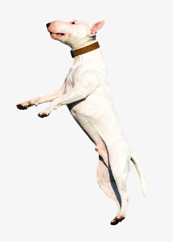 Bull terrier, isolated design | Free Photo - rawpixel