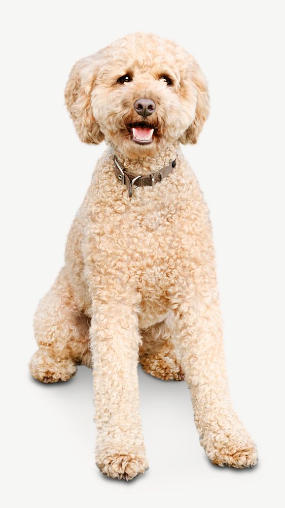 Cute Poodle psd, isolated design