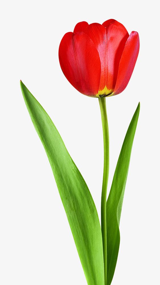 Red tulip, isolated image