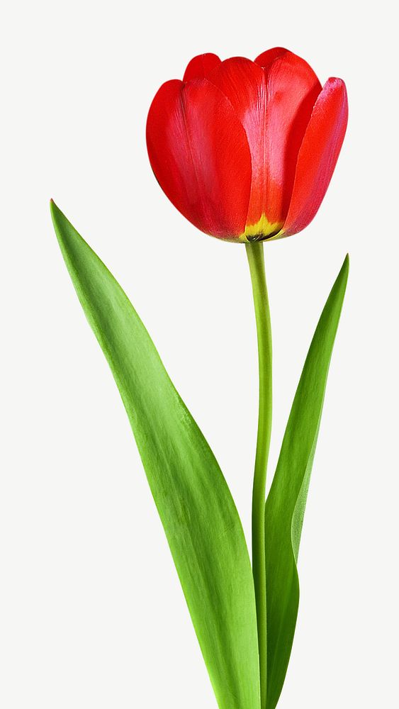 Red tulip  design element psd