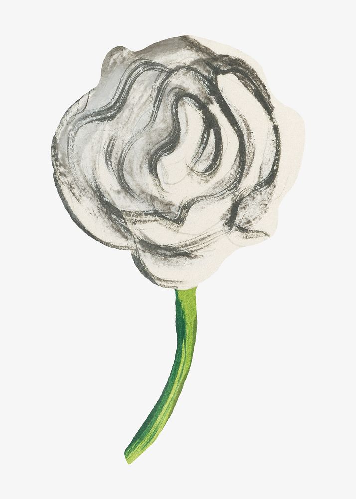 White rose flower illustration isolated design. Remixed by rawpixel.