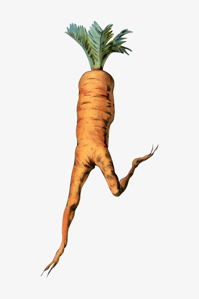 Carrot, vintage vegetable illustration.  Remixed by rawpixel. 