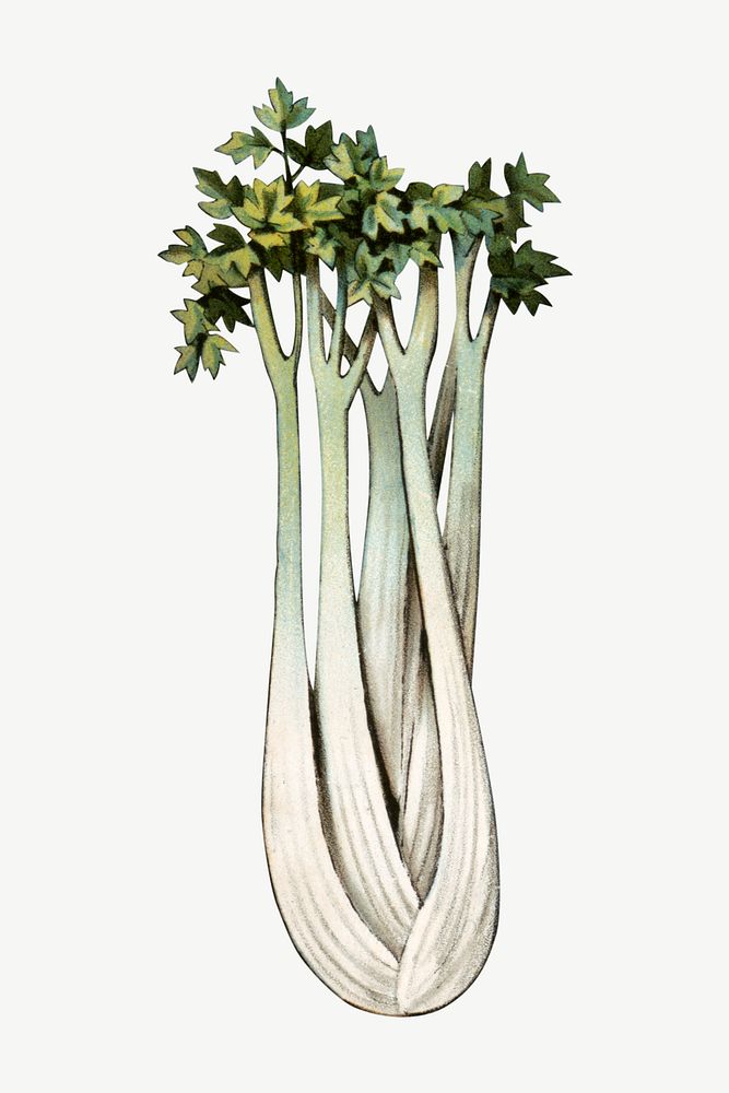 Leek, vintage vegetable illustration psd.  Remixed by rawpixel. 